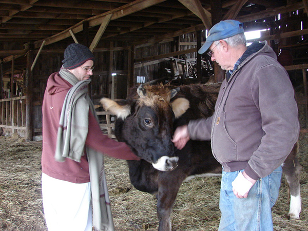 Balabhadra of ISCOWP & Chris Fici with Jahnava Sanga a rescued heifer