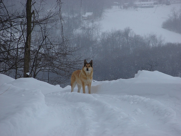 Rudra, the dog in the snow at ISCOWP