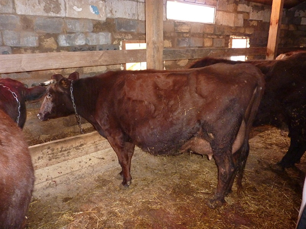 Milking cow in Ukraine