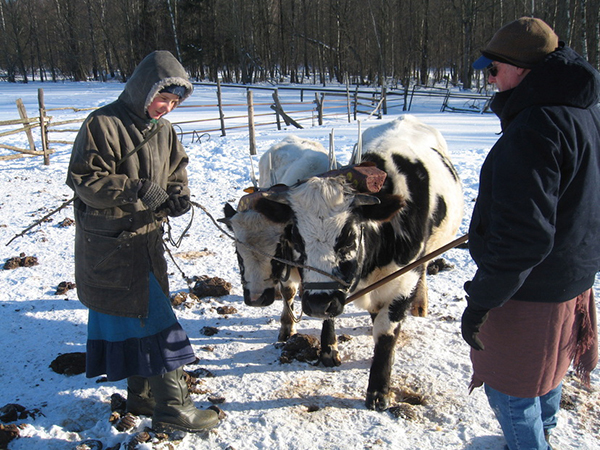 Working with Oxen in Ukraine