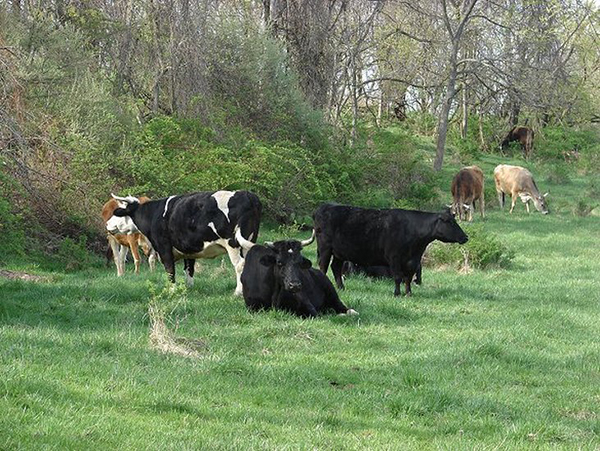 Cows Now on Pasture