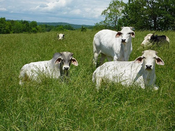 Brahman cows in lush ISCOWP pasture