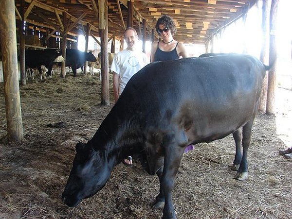 Hari Kirtana and Elizabeth visiting their adopted cow Dwadasi.