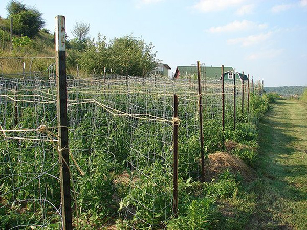 250 tomato plants in ISCOWP gardens