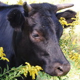 Anasuya a rescued heifer