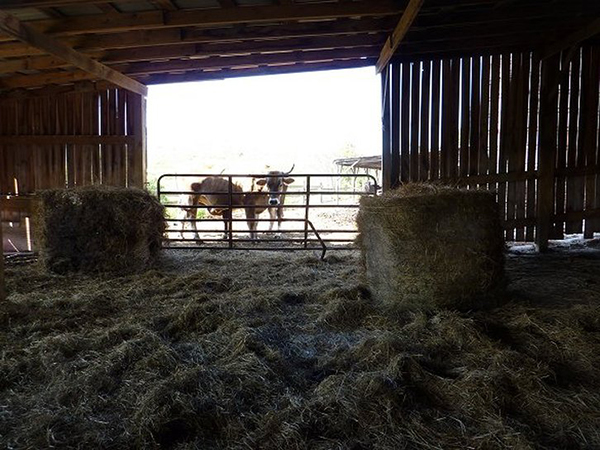 Cows looking through the barn doors