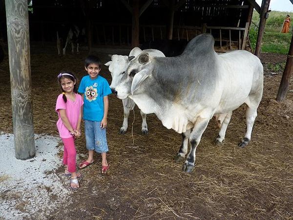 Children meet the rescued Brahman cows
