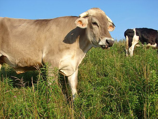 Madhava the protected Brown Swiss ox