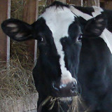Madhavi, a rescued Holstein