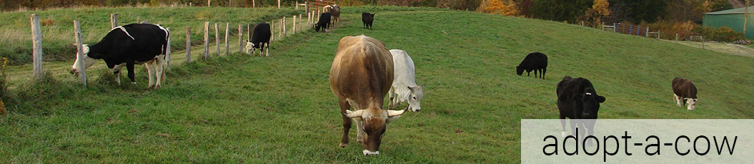 Rescued cows peacefully graze in ISCOWP's pasture in the autumn 