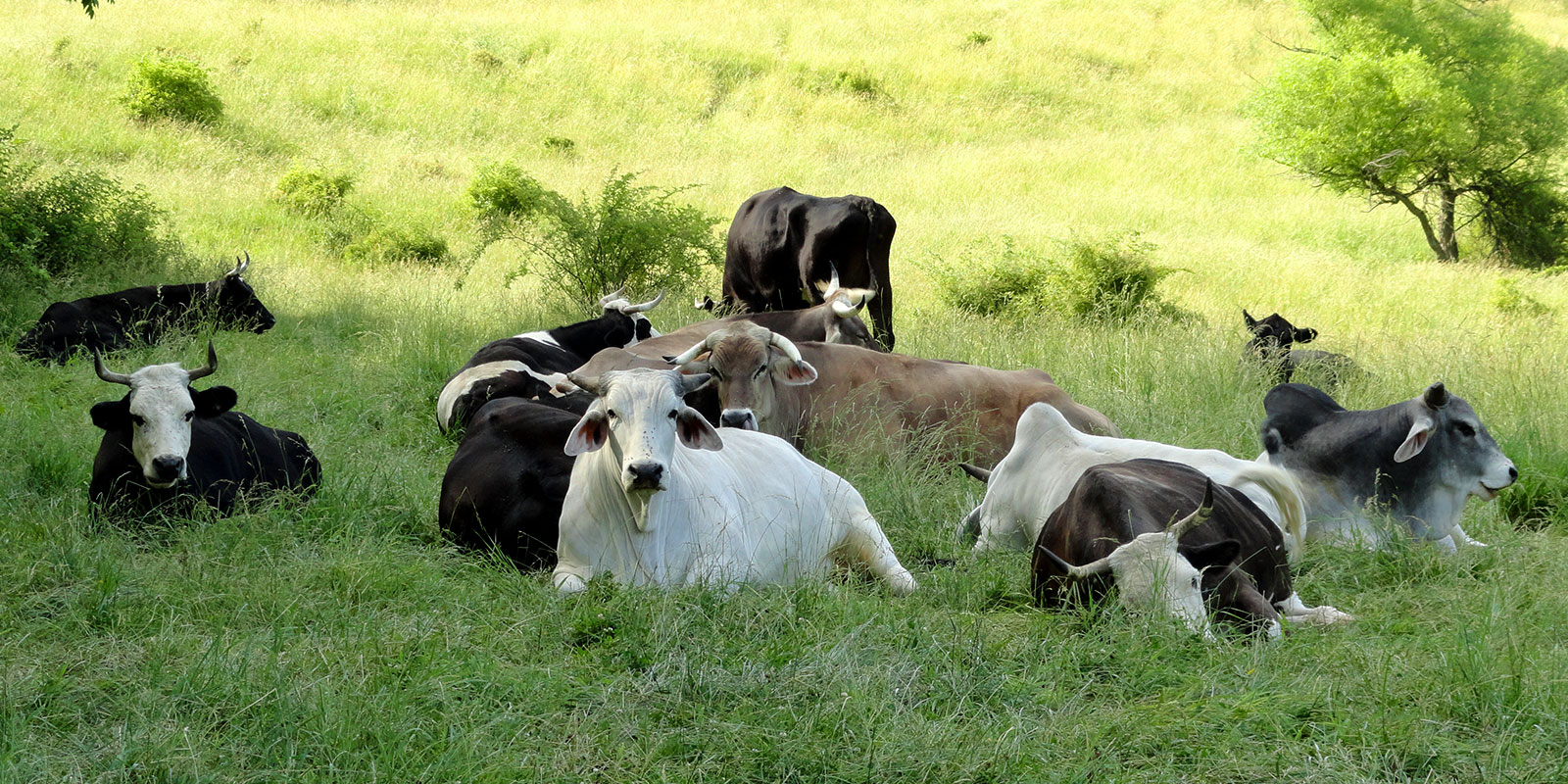 ISCOWP herd relax in the shade