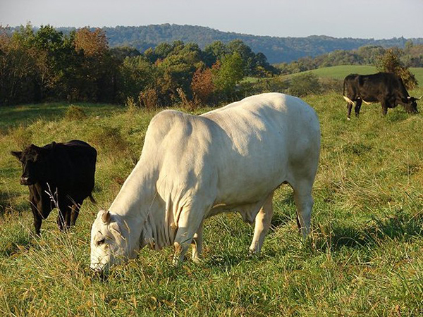 protected cows happily graze in ISCOWP pastures