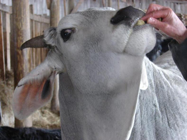 Amrita, the Brahman Heifer eating treats