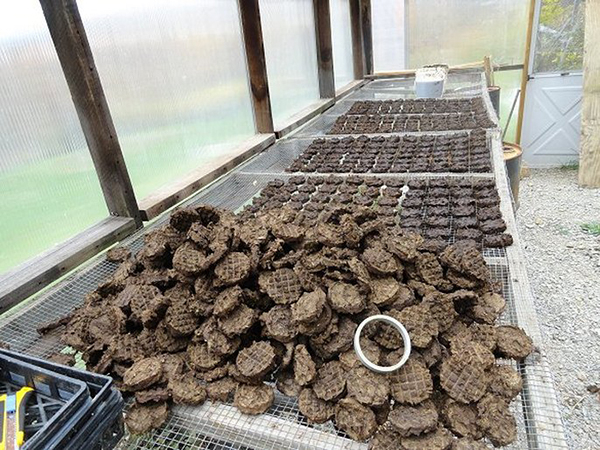 cow dung patties drying in the greenhouse