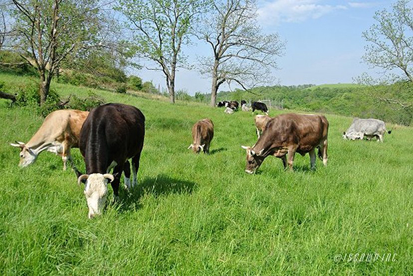 Rescued cows peacefully graze at ISCOWP - cow sanctuary
