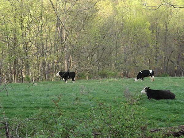Cows on Spring Pasture
