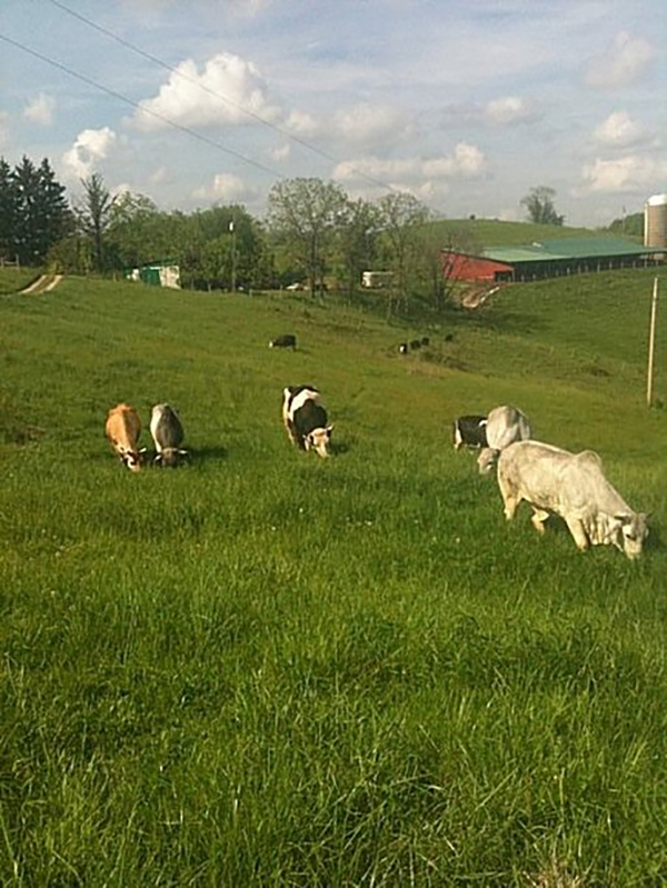 Cows go out to spring pasture