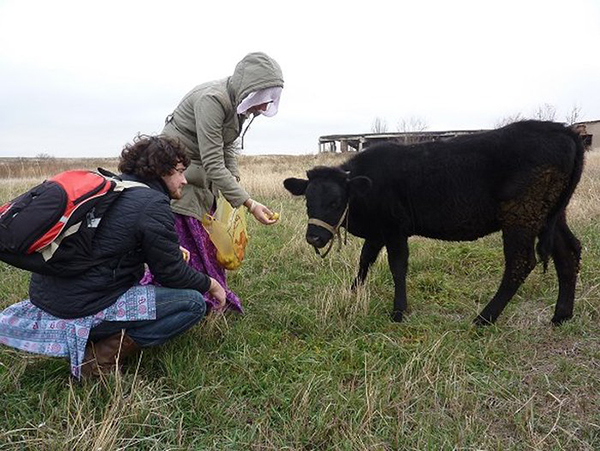 Feeding cows in Russia