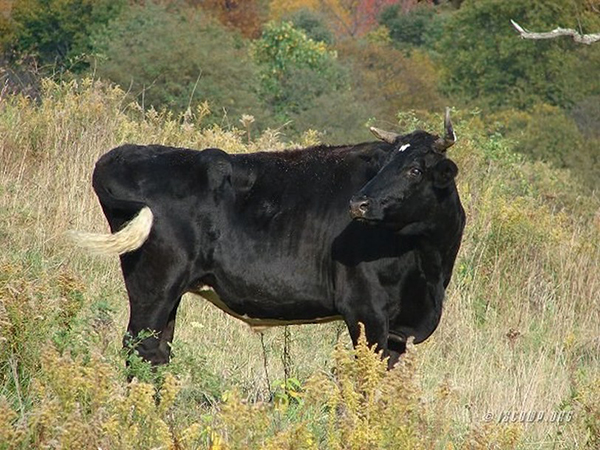 Ganda the protected ox in 2007