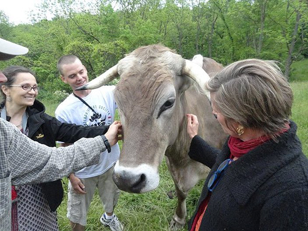 Pittsburgh devotees visit Madhava the ox. 