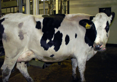 She has produced 23,096 lbs. of milk in little over a year and half. Now she is a liability. 