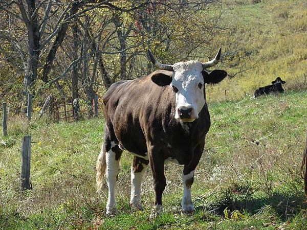 Kalki the cow