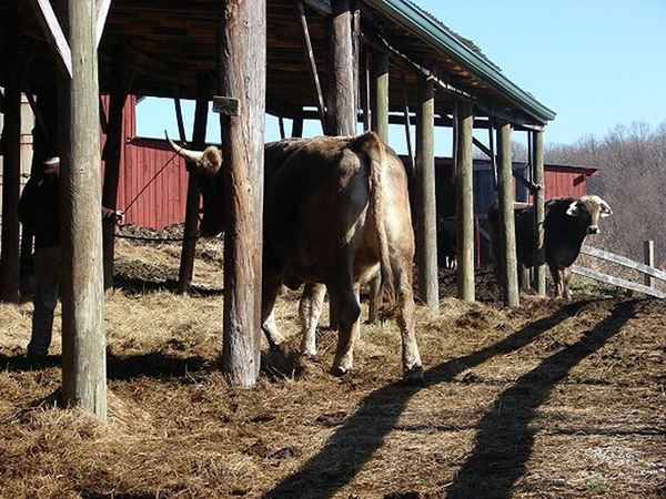 Oxen training with Kesava