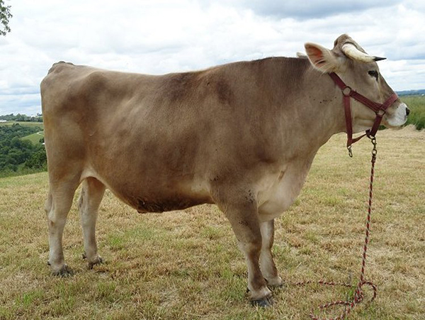 Madhava the oxen practicing standing