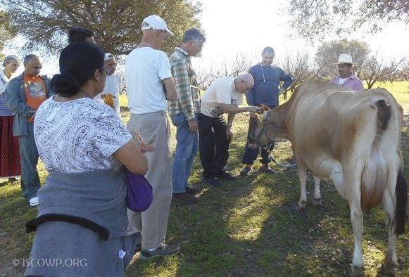 Balabhadra meeting Surabhi. Tom, the owner of Live Earth Farm is standing immediately to his right. The cowherd Alfonso, wearing the hat, is a sensitive caregiver for Surabhi.