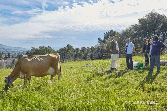Balabhadra speaking about the Surabhi Project with HG Vaisesika Prabhu, temple president of ISKCON Silicon Valley. Surabhi is enjoying the pastures at Live Earth Farm.