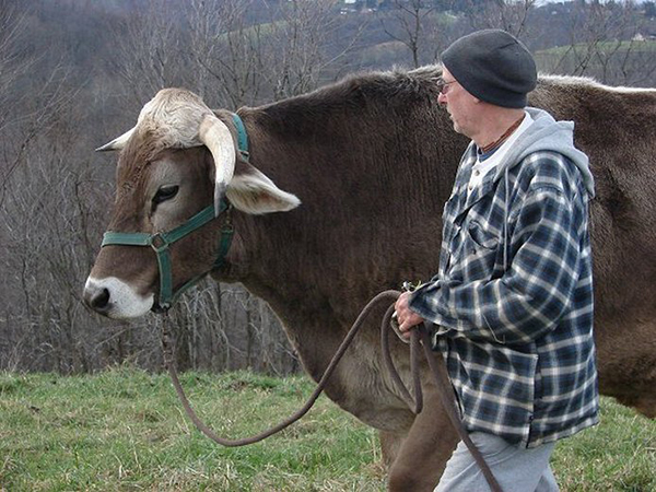 Oxen Training at ISCOWP