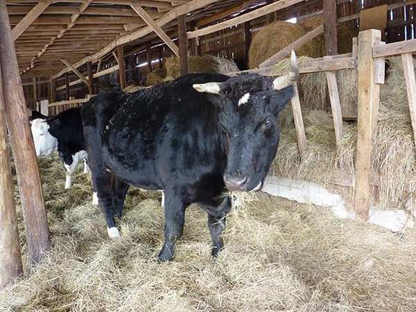 Ganda the oxen in the feeding aisle