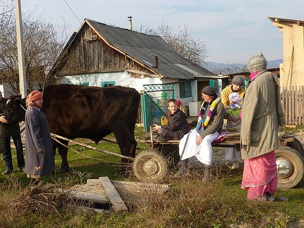 Ox cart ride in Russia