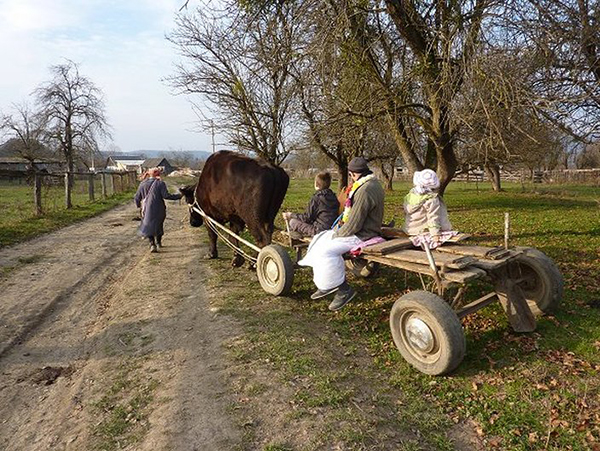 Ox cart ride in Russia
