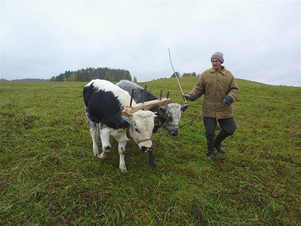 Oxen training in Lithuania