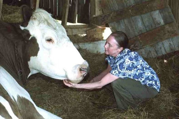 Shelda cares for ill cows