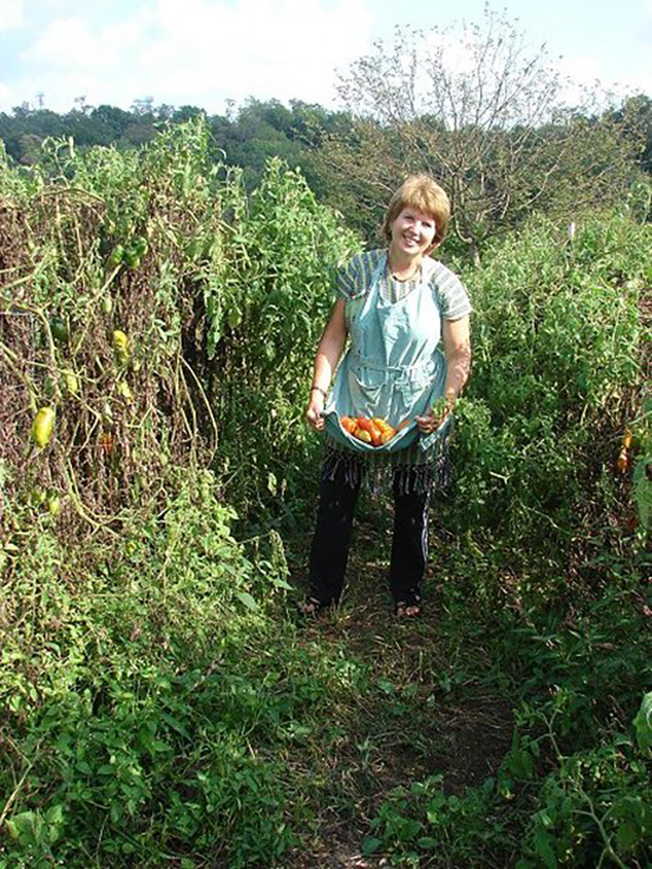 Terry Devine picking tomatoes at ISCOWP