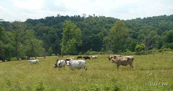The cows are happy to be on summer pasture.