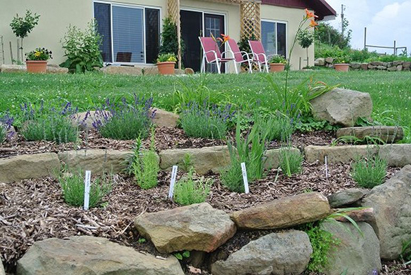 Different types of lavender for culinary as well as vases and crafts in foreground. In the right background is the circle garden where broccoli, three types of beans, zucchini, snap peas, carrots, strawberries, currants, etc are growing.