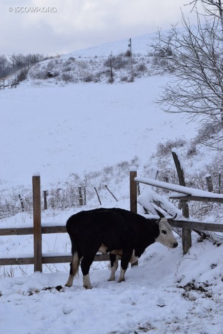 Vishaka is debating whether she really wants venture out to the snowy pasture.