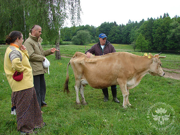 Balabhadra at ISKCON Czech Republic farm