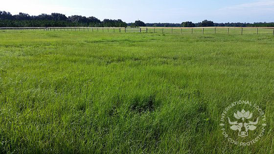 Fencing separating the farm into two areas of for rotational grazing. In front of this fence will be the new ISCOWP center.