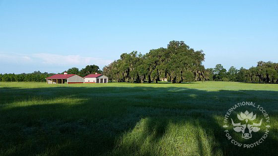 New barns completed with mobile home beneath the trees.