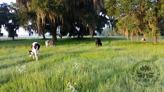 4 cows grazing at ISCOWP Florida