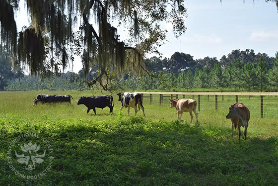 Now there are 6 cows at ISCOWP Florida.