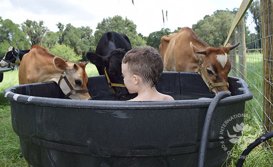 Cows & Balaji in water trough