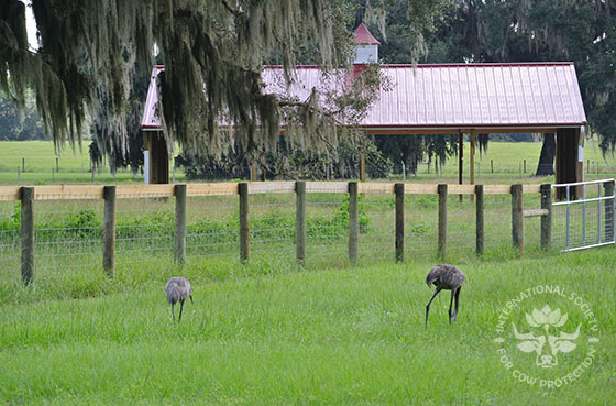 Cranes and cow shelter. 