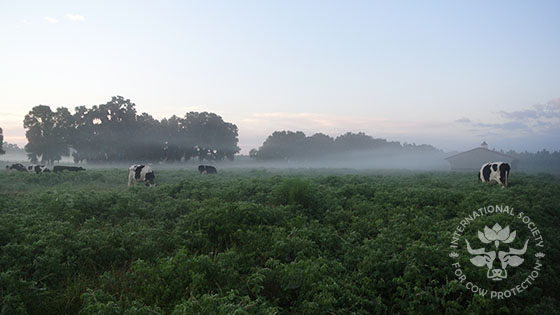 Misty morning grazing.