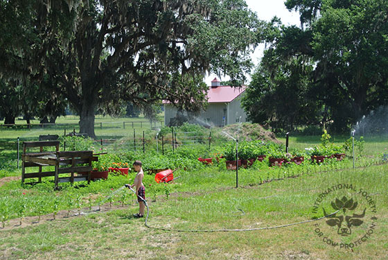 irrigation has been built to water vegetable garden and the gardens in the raised garden around the ISCOWP center. 