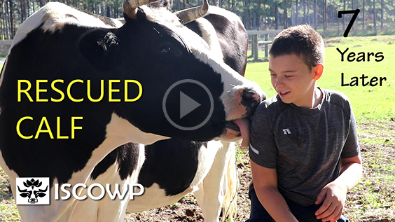 Rescued calf 7 years later video thumbnail